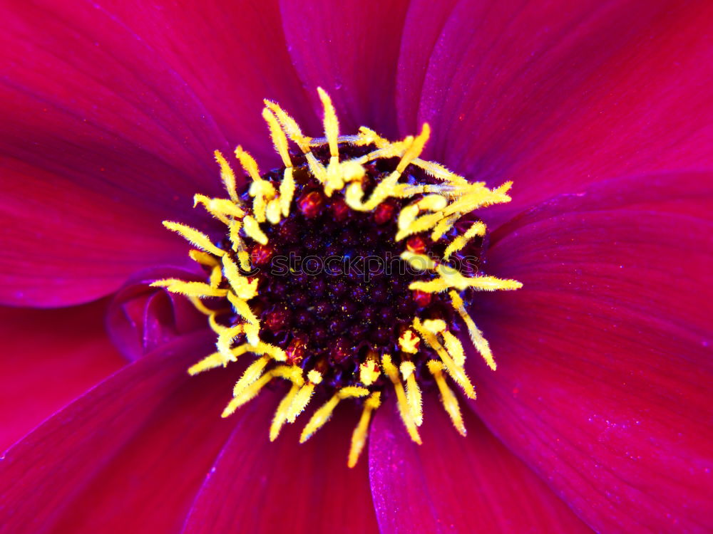 Similar – View into the flower of a purple anemone with purple stamens