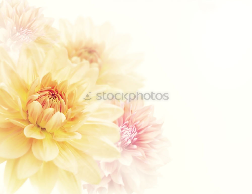 Similar – Image, Stock Photo Marguerites Flowers