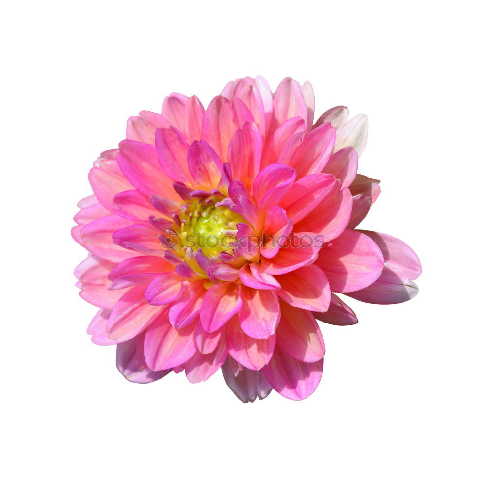 Similar – Foto Bild Weißer Hintergrund mit aufblühender Cosmea