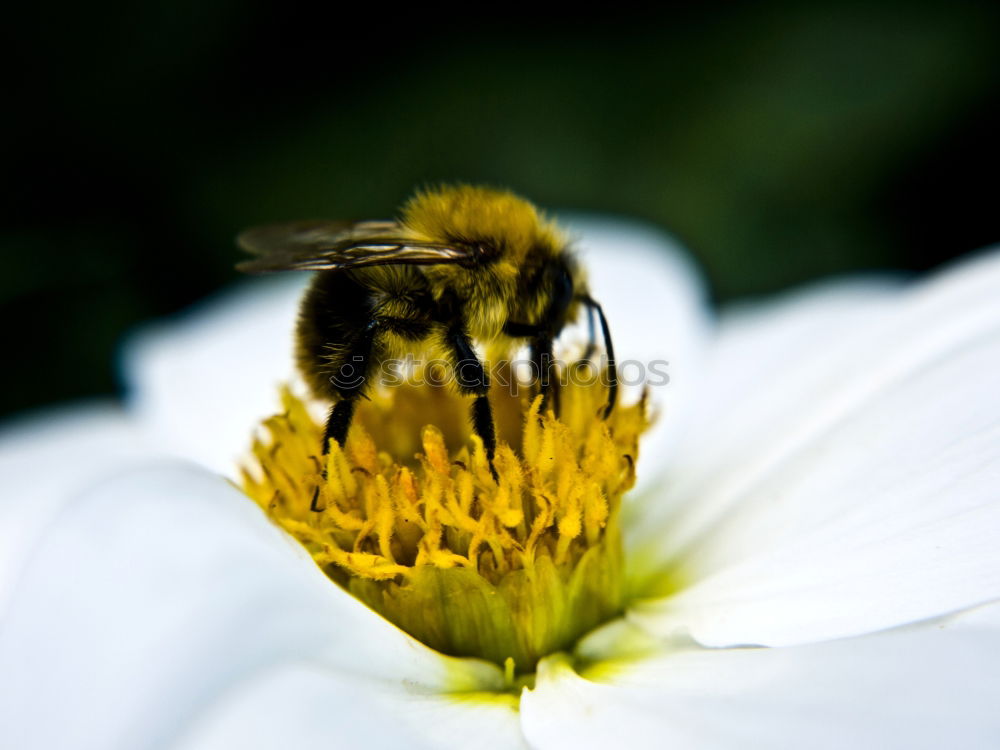 Similar – brummer sucht süßes Sommer