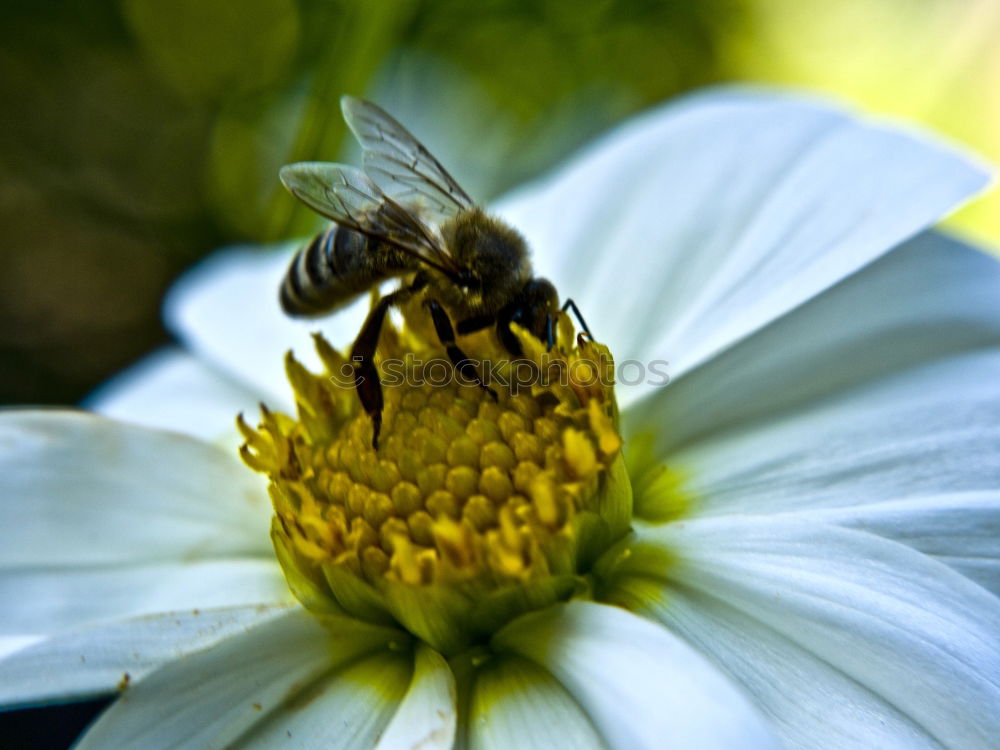 Similar – honeymouth Nature Plant