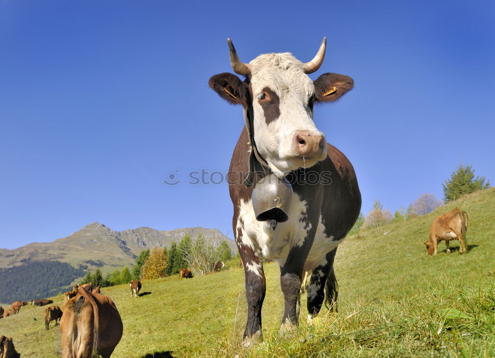 Similar – Image, Stock Photo Alps cow Landscape Clouds