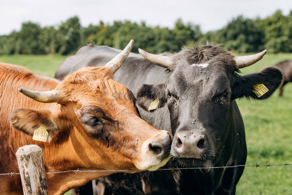 Similar – Foto Bild Muh. Essen Milch Umwelt