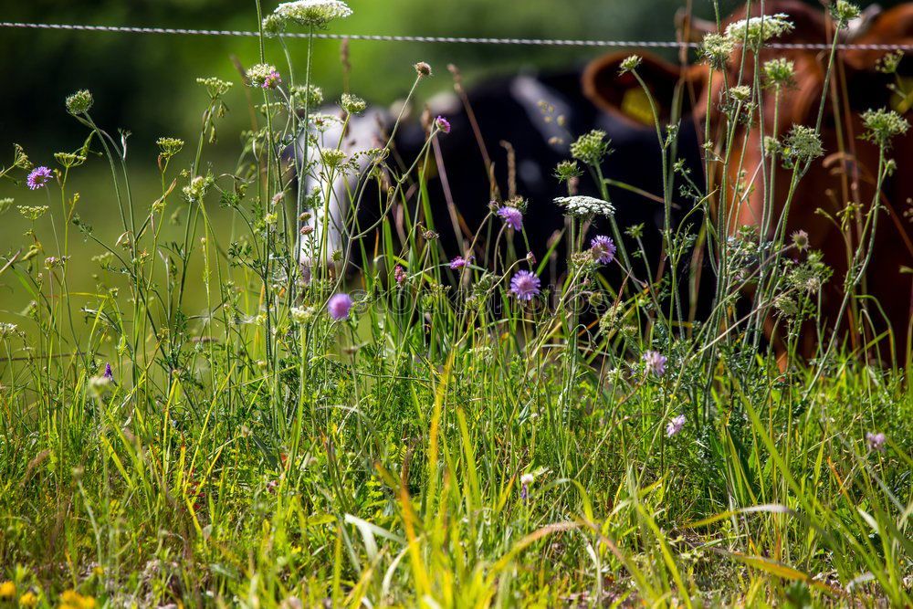 Similar – Foto Bild Sonnenblumen in Ciabot