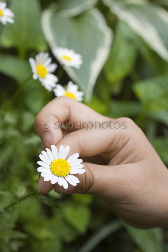 Similar – Image, Stock Photo Flower_and_foot-1