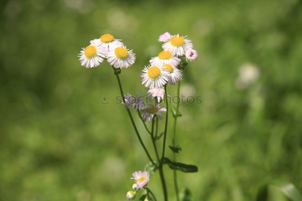 Similar – Foto Bild Farbtupfer Pflanze Sommer