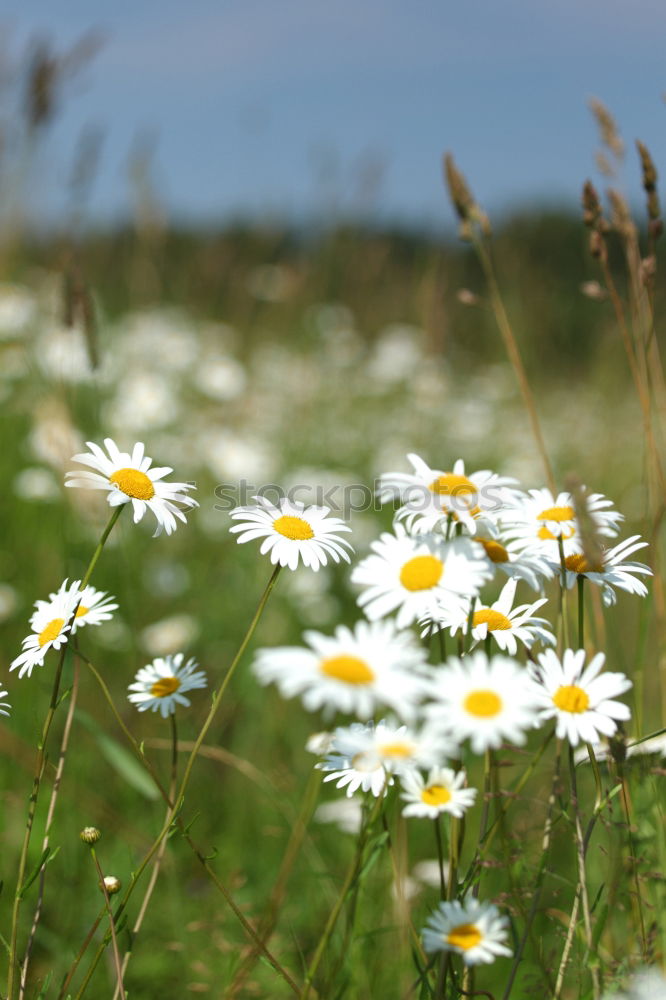 Similar – Image, Stock Photo meadow beauty Meadow