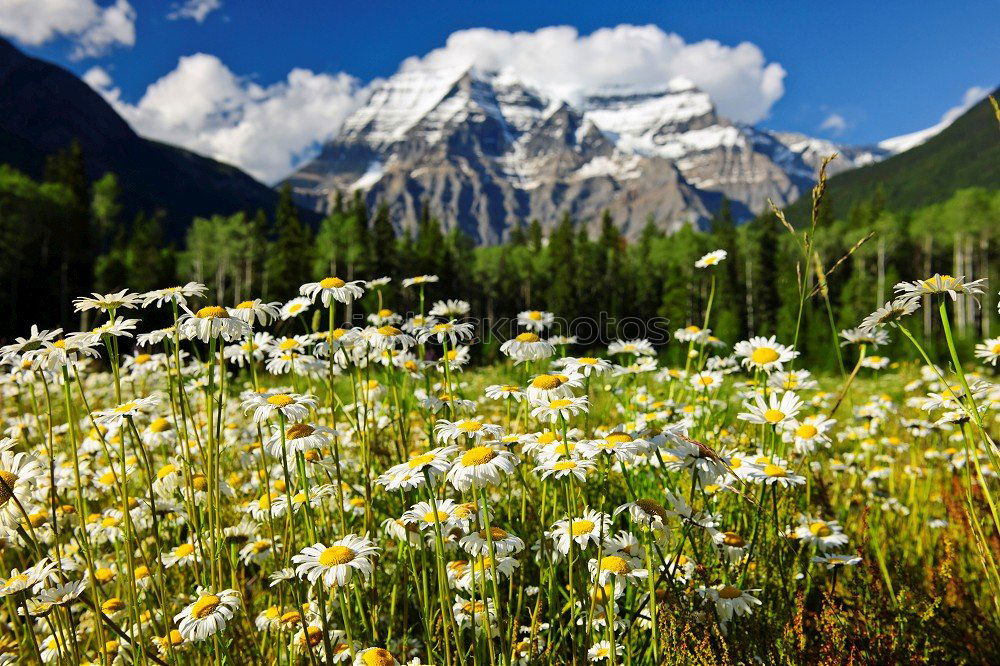 Similar – Piz Badile Top Switzerland