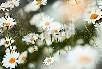 Similar – plant in the morning light at the mountain