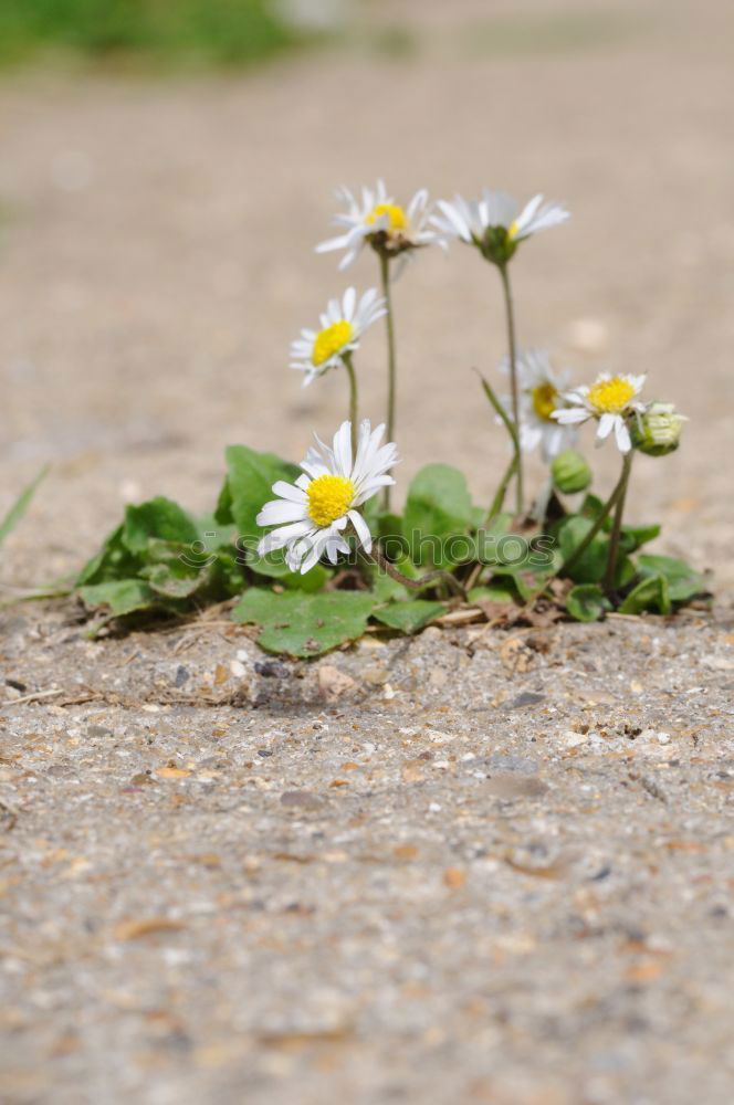 Similar – Image, Stock Photo uncontrolled growth Plant