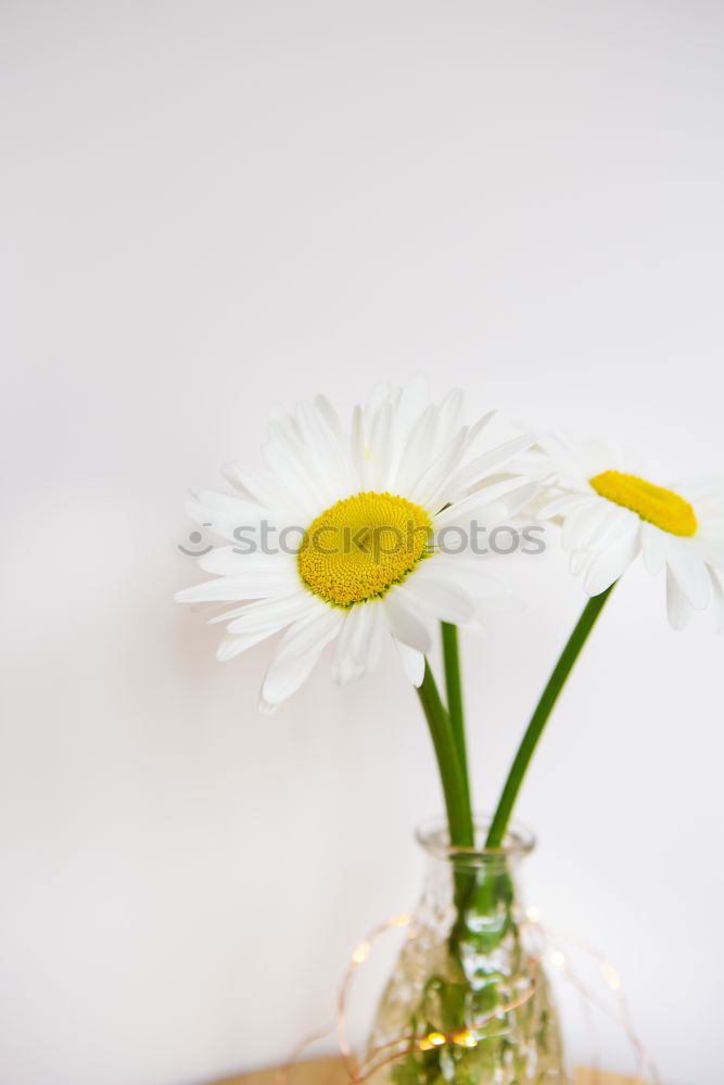 Similar – Image, Stock Photo Easter egg made of concrete decorated with small snowdrops