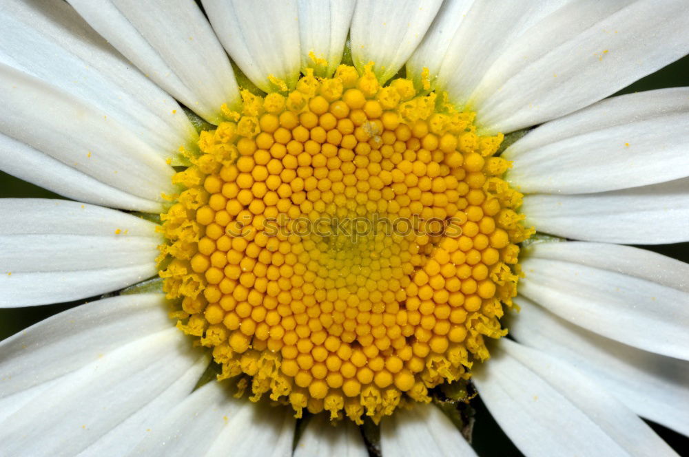 Image, Stock Photo little flowers Flower