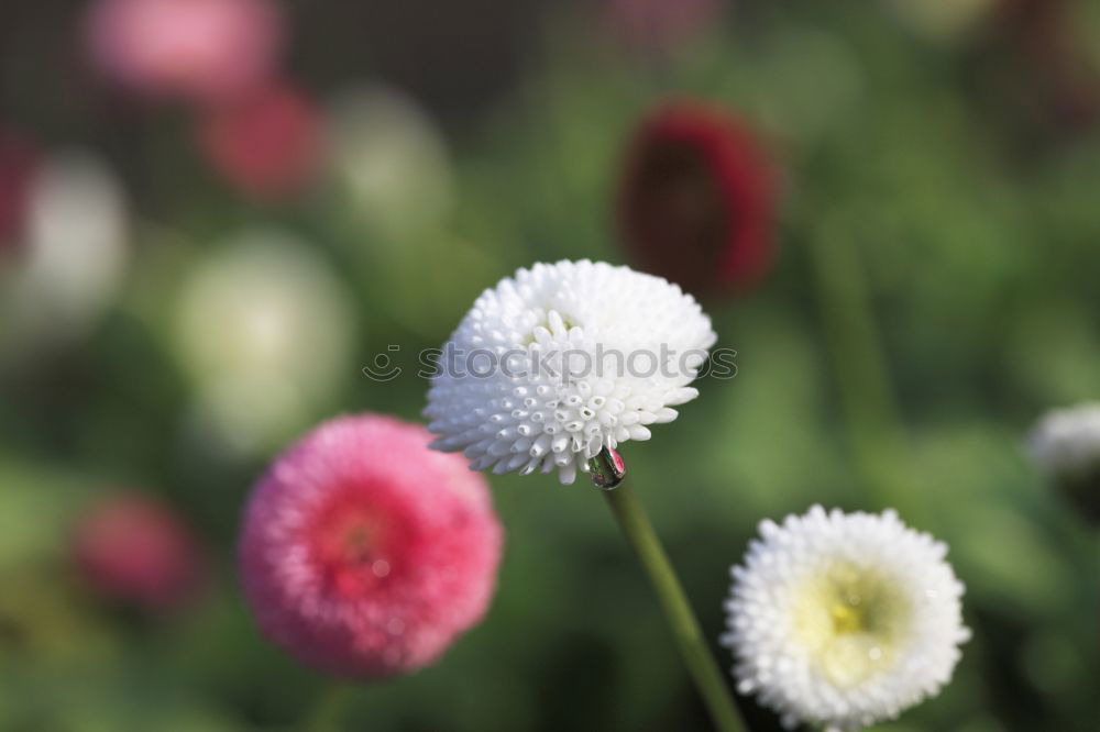 Similar – Image, Stock Photo Beautiful, gaudy meadow full of orange ball amaranth, in shallow depth of field. Romantic fuzzy flower meadow, with many round, poppy, spherical flowers. Flowering, summery, idyllic meadow flowers with green leaves, stems and bokeh.