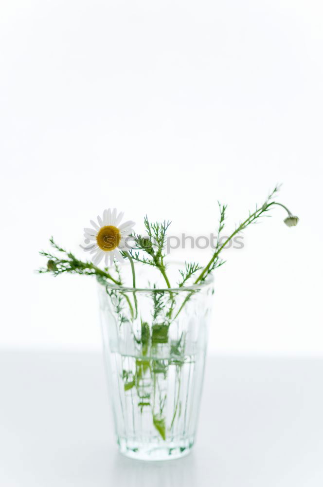 Similar – Image, Stock Photo daisies Flower Daisy