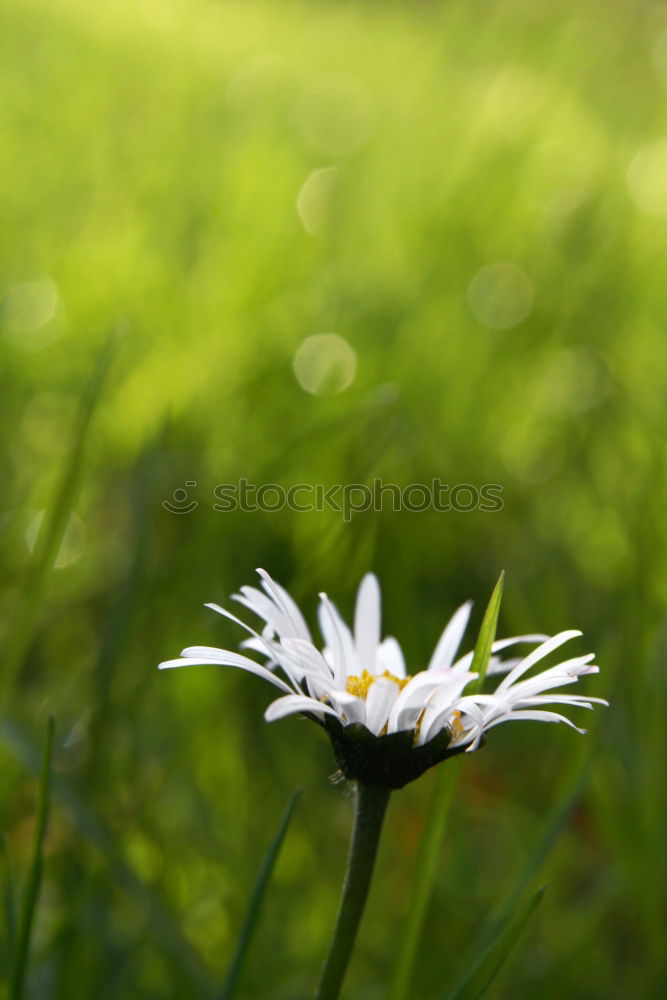 Similar – high up Daisy Flower