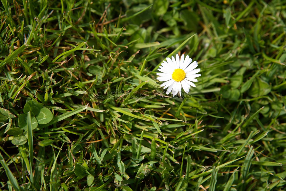 Similar – Gänseblümchen Blume Wiese