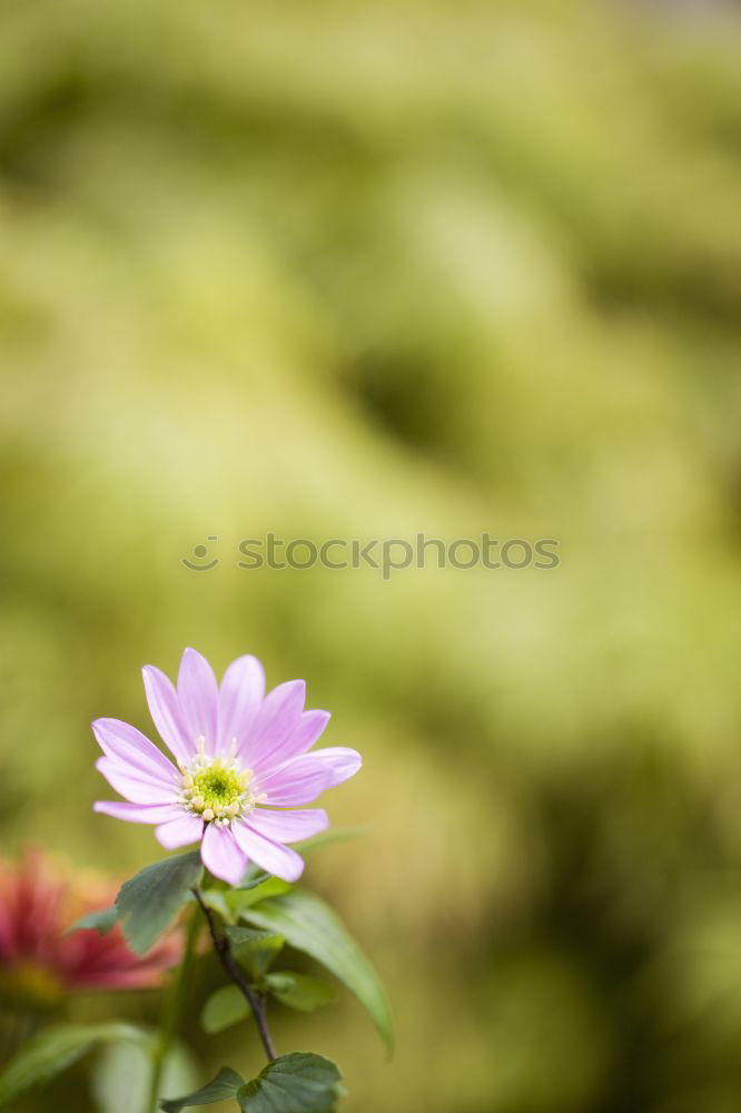 Similar – Image, Stock Photo flowering Environment