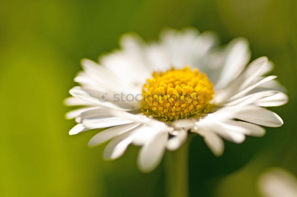 Similar – chamomile Chamomile Plant