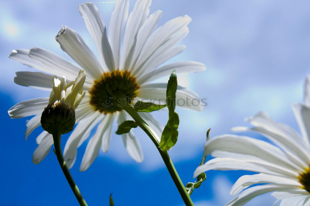 Similar – Image, Stock Photo toward heaven Flower