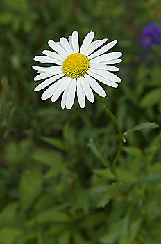 Similar – Gänseblume Gänseblümchen