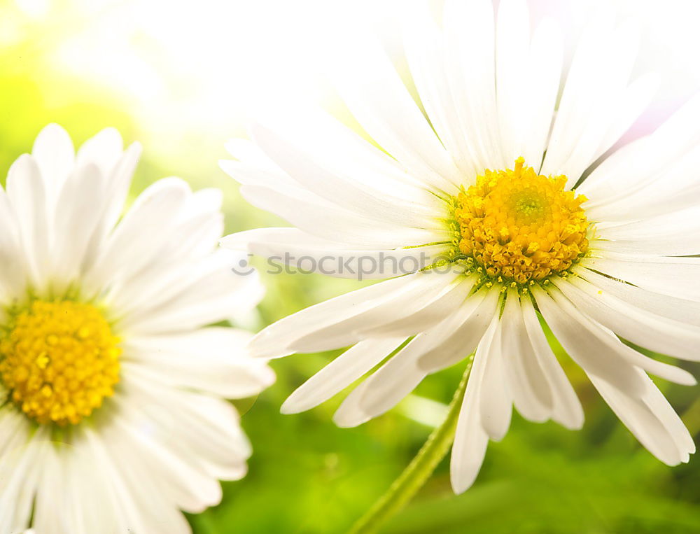 Similar – Image, Stock Photo before autumn Nature Plant