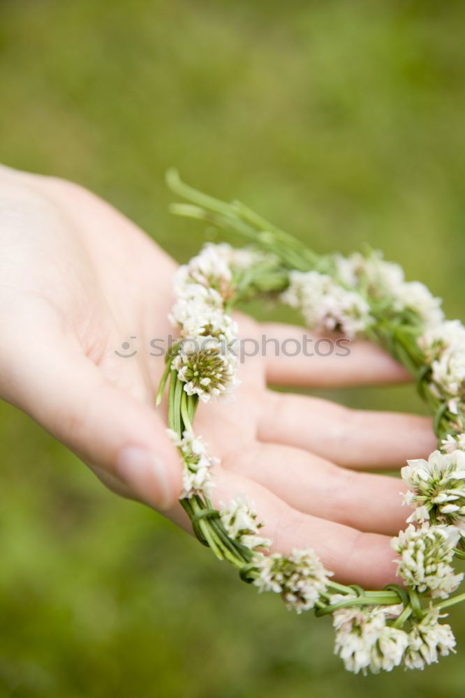 Similar – Spring flowers on lap