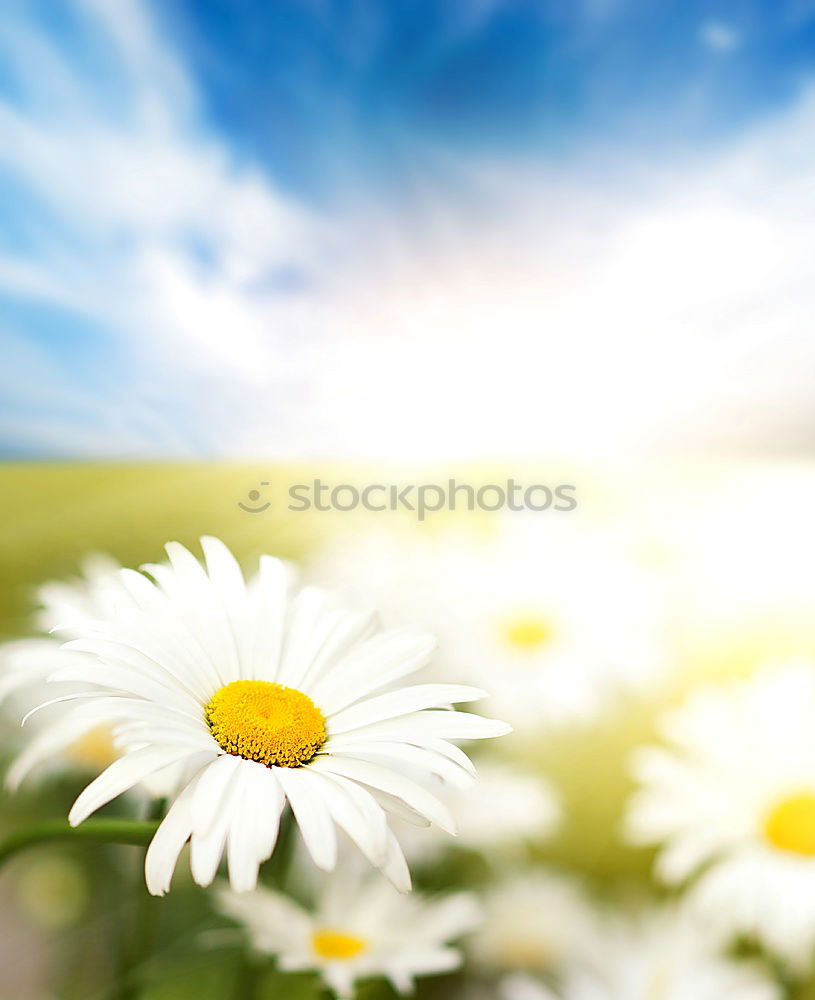 Similar – Foto Bild Gelbe Blumen im Garten oder Park am Himmel Hintergrund