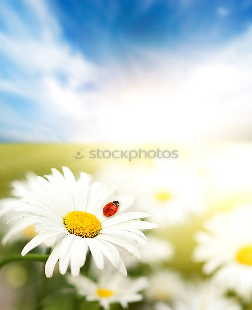 Similar – Image, Stock Photo Thank you very much. Happy