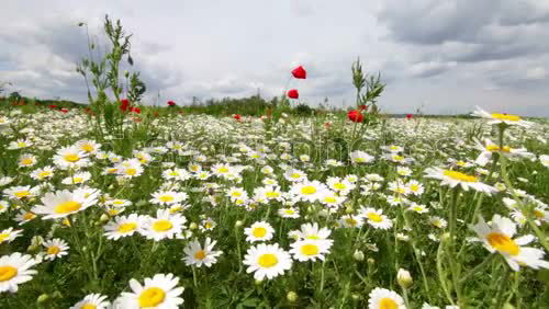 Similar – Image, Stock Photo flower meadow in summer with many different flowers and grasses