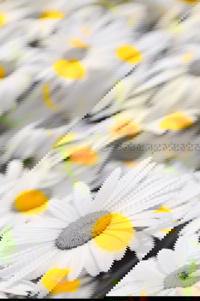 Similar – Image, Stock Photo Daffodils in the field