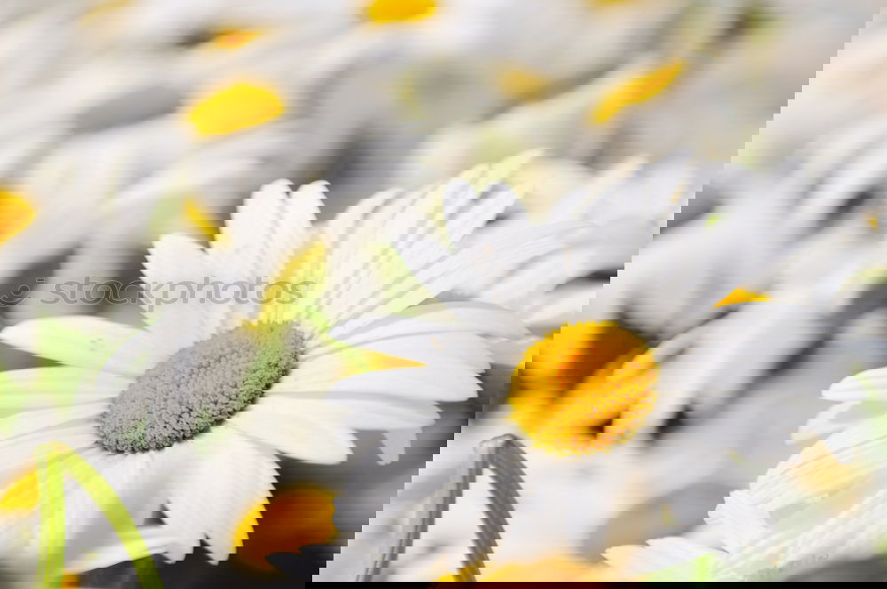 Image, Stock Photo Daffodils in the field