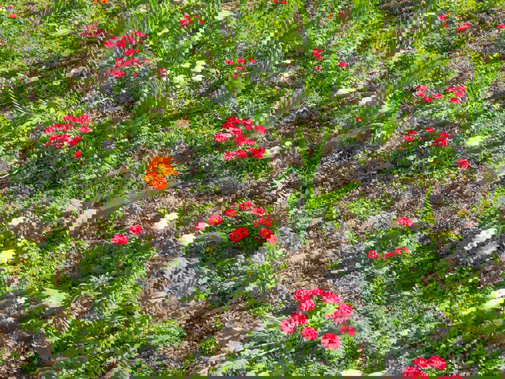 Similar – Image, Stock Photo flower meadow Meadow