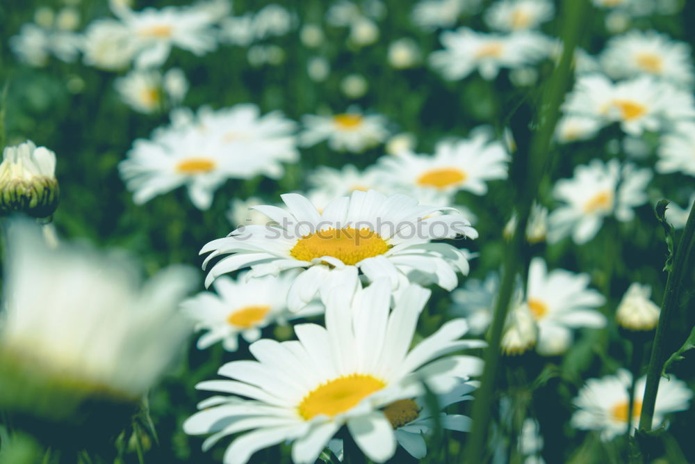 Similar – plant in the morning light at the mountain