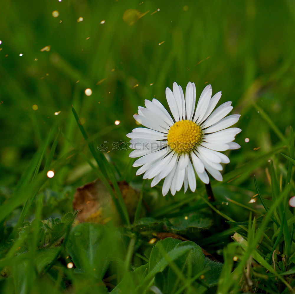 Similar – Blümchenfotografie 1 Wiese