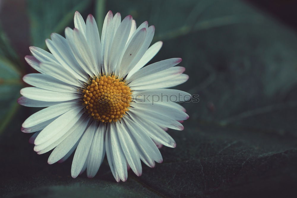 Image, Stock Photo Through the flower, right into the heart (III)