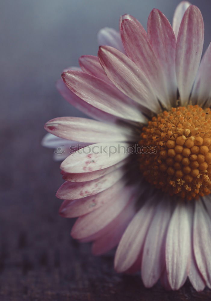 Similar – Image, Stock Photo Children’s hands holding straw stars