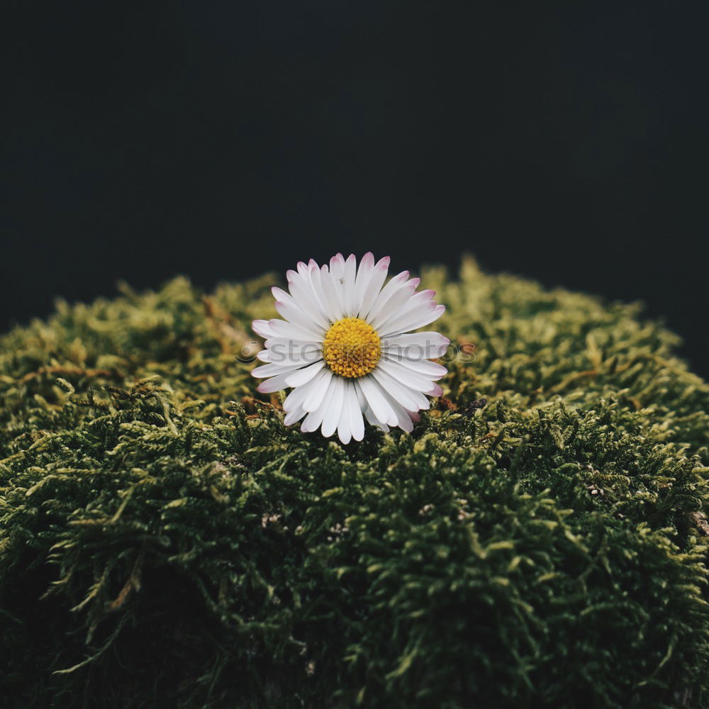 Similar – Image, Stock Photo a single daisy seen from above with its white flower