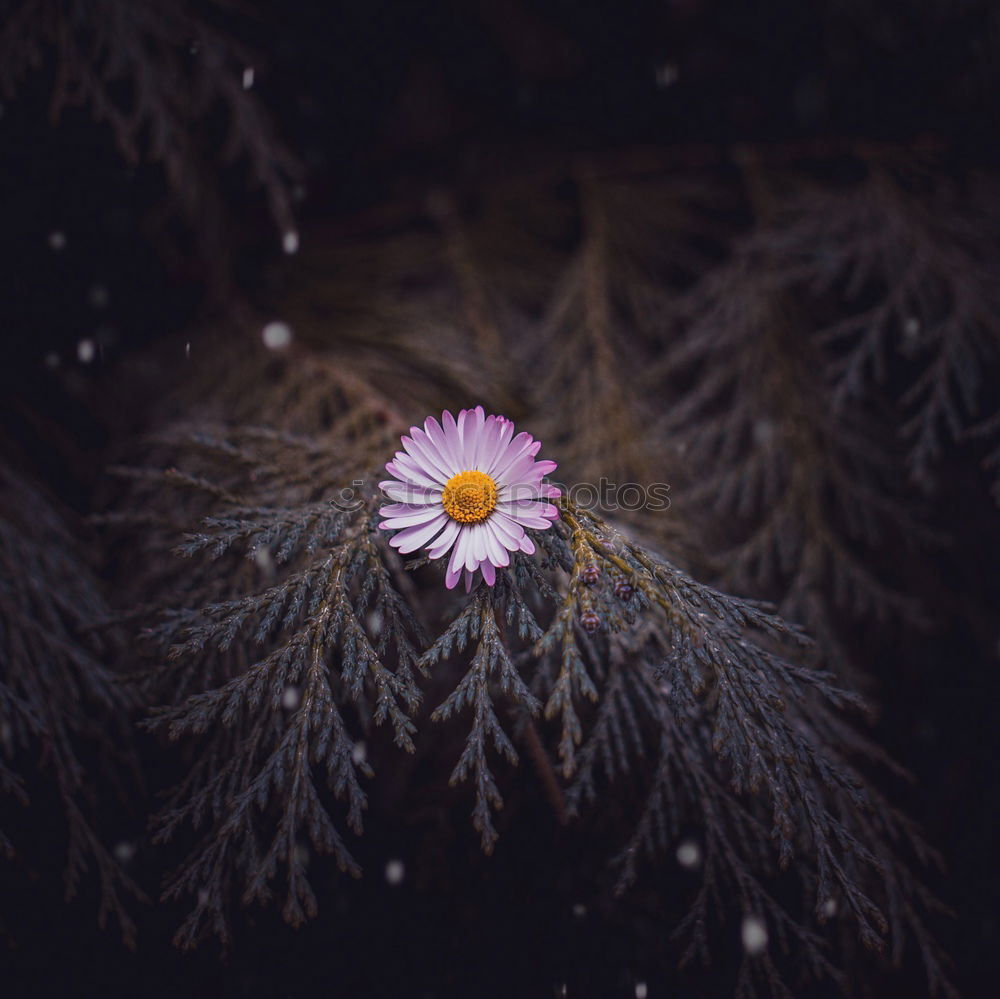 Image, Stock Photo daisy flower plant in springtime