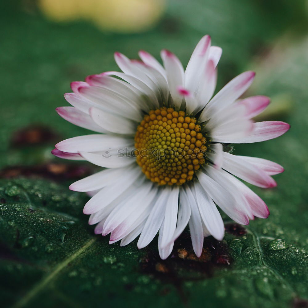 Similar – Image, Stock Photo daisy flower plant in springtime