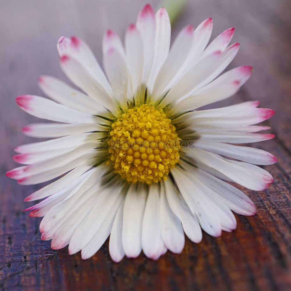 Similar – sunbathing Nature Plant