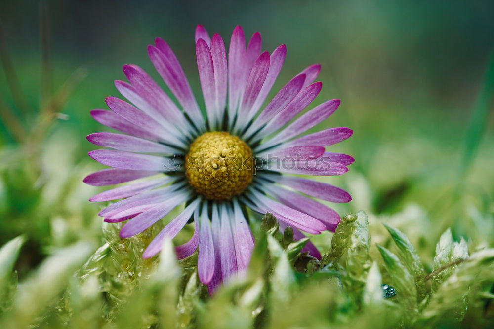 Similar – Image, Stock Photo Bumblebee in approach to flower