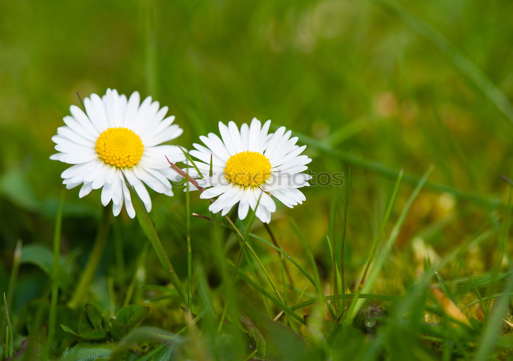 Similar – concrete bloom Spring