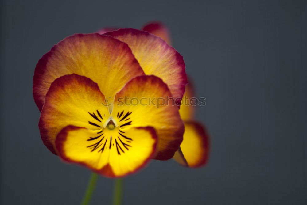 Similar – Tulip flower, yellow