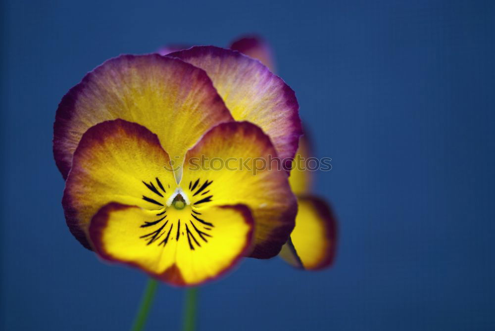 Tulip flower, yellow