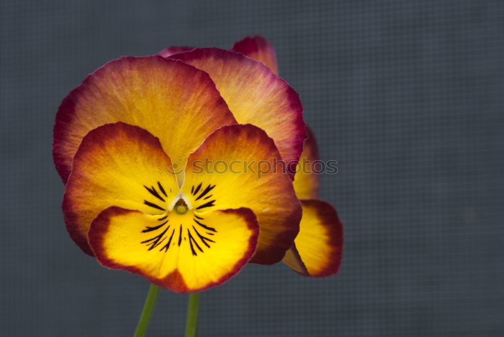 Similar – Tulips inside