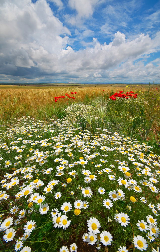 Similar – Foto Bild gelbe Blumen mit hellem Getreidefeld und blauem Himmel im Hintergrund