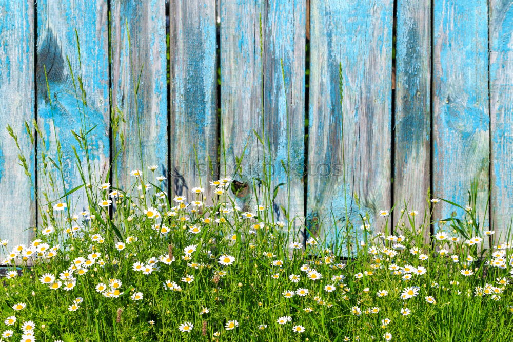 Similar – Foto Bild Au Jardin du Luxembourg