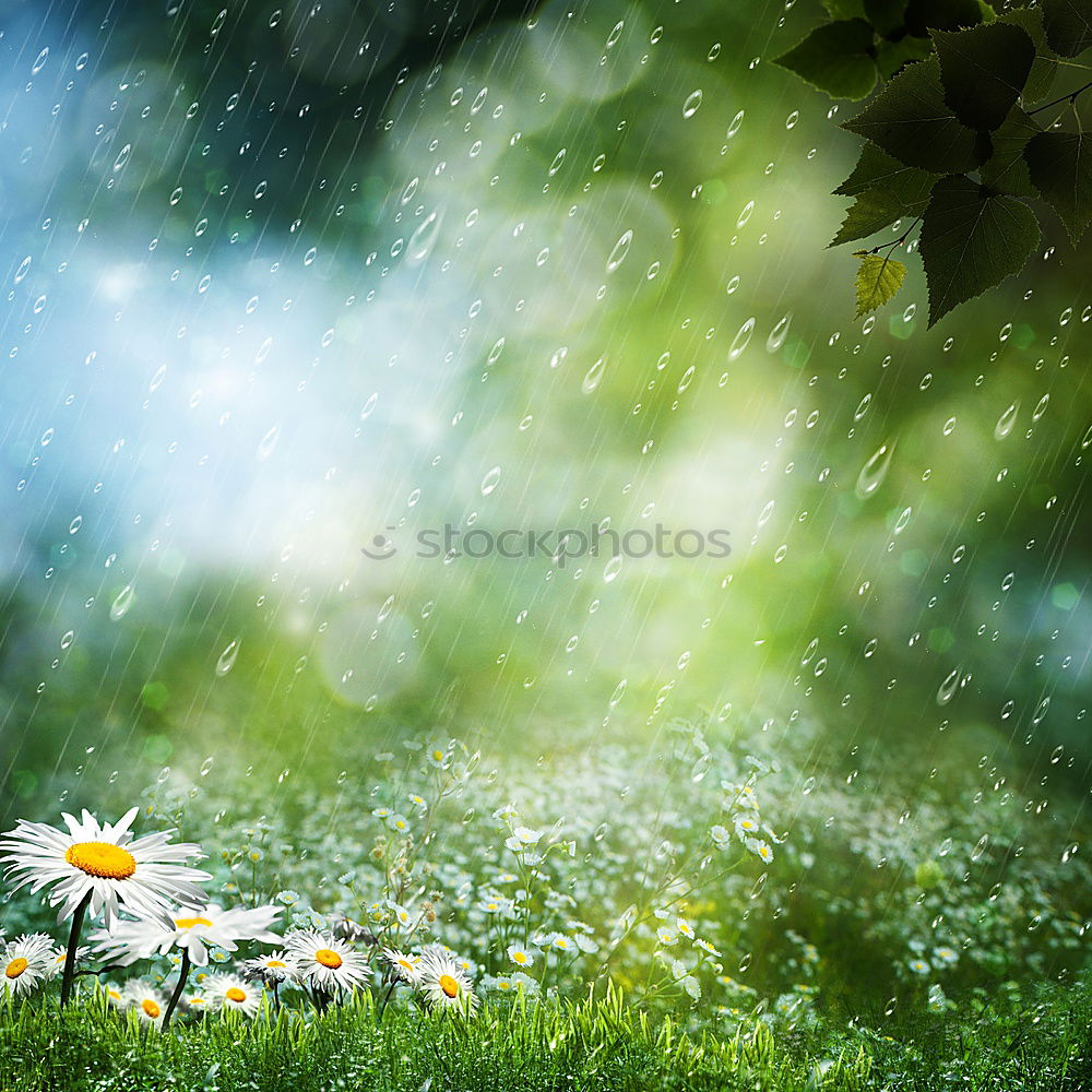 Image, Stock Photo foliage Leaf Meadow Grass