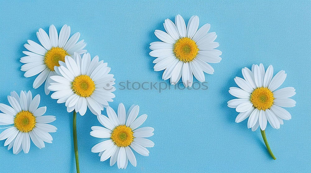 Similar – Image, Stock Photo Zipper Daisy Flower