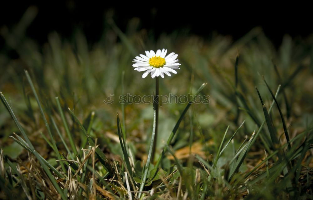 Similar – Gänseblume Gänseblümchen